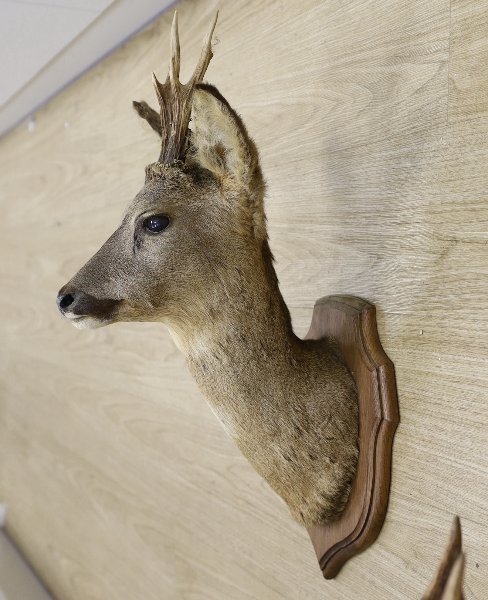 A pair of taxidermy deer heads, mounted on shield shaped plaques, approximately 65cm high